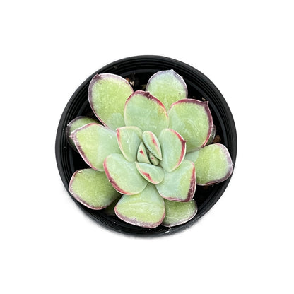 Echeveria Mexican Pulidonis image 0