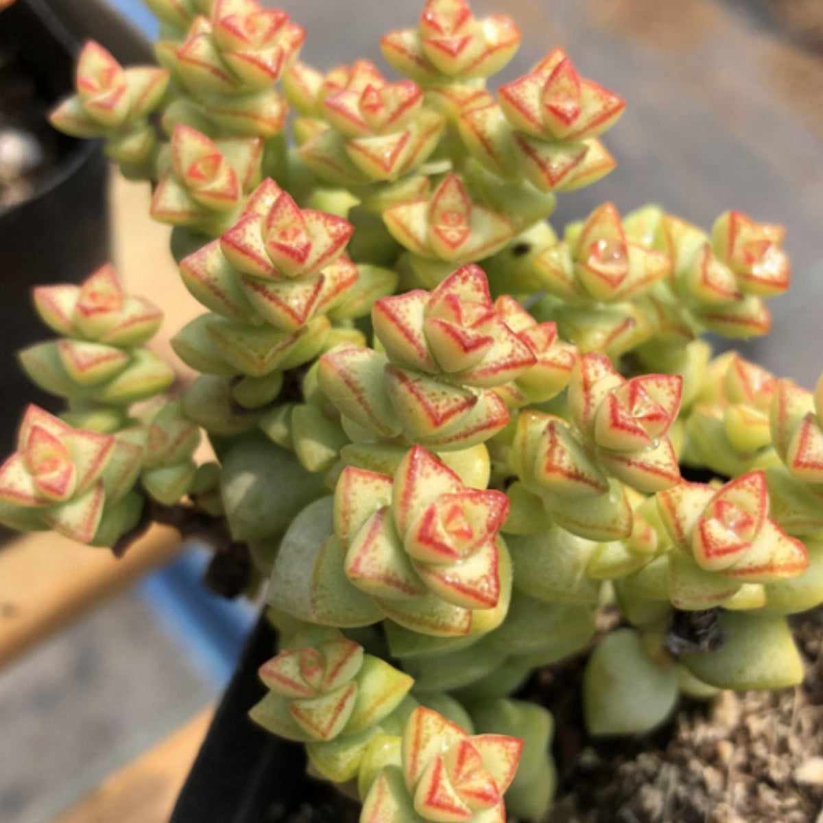 Crassula 'Tom Thumb' image 2