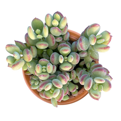 Cotyledon Pendens (4 inch) image 0