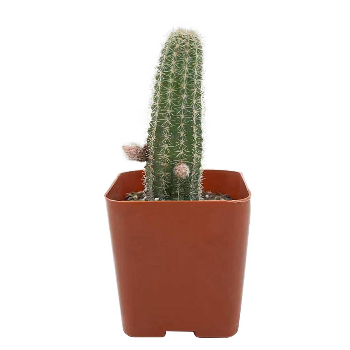 Echinopsis Chamaecereus H Friedrich & Glaetzle image 1