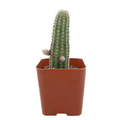 Echinopsis Chamaecereus H Friedrich & Glaetzle image 1