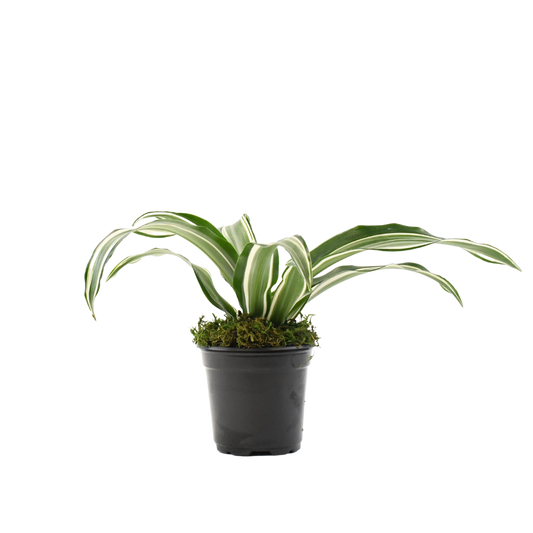 4" Dracaena Jade Jewel image 0