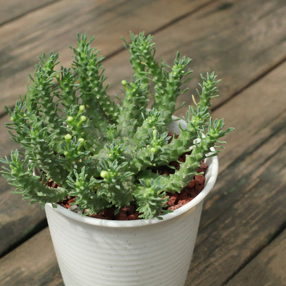 Euphorbia Gorgonis (4 inch) image 1