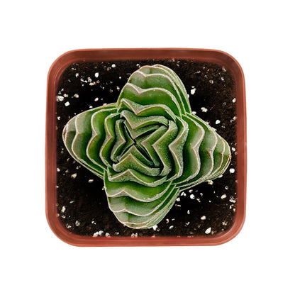 Crassula cv. Buddha's Temple image 0