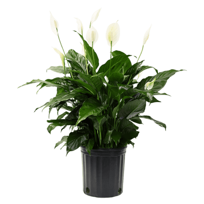 10" Peace Lily Artificial