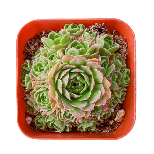 Rosularia platyphylla image 0