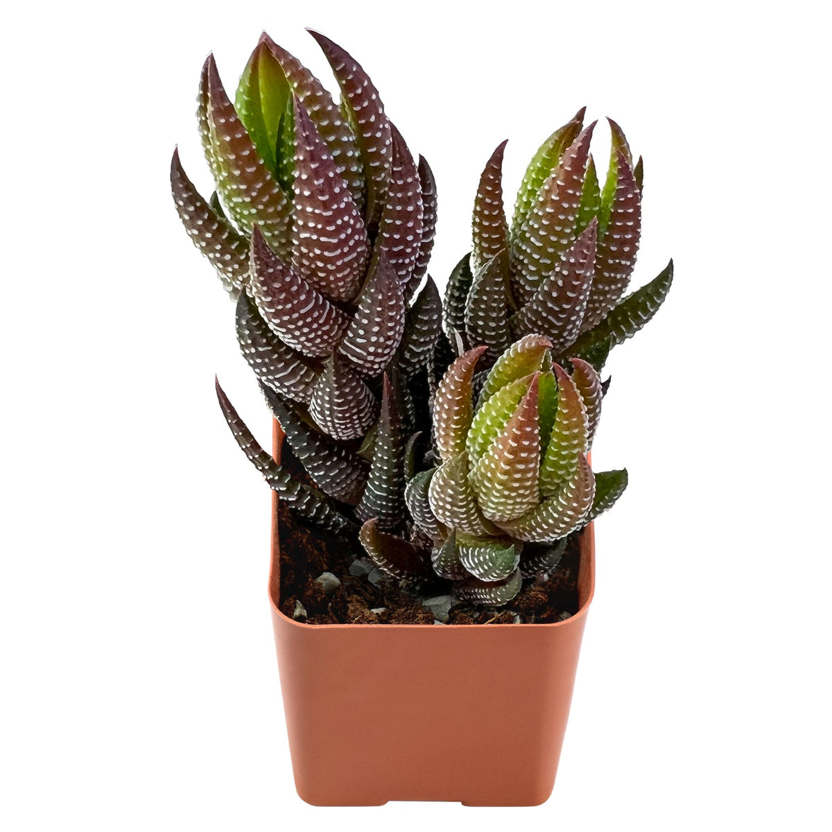 Haworthia coarctata var. adelaidensis image 2