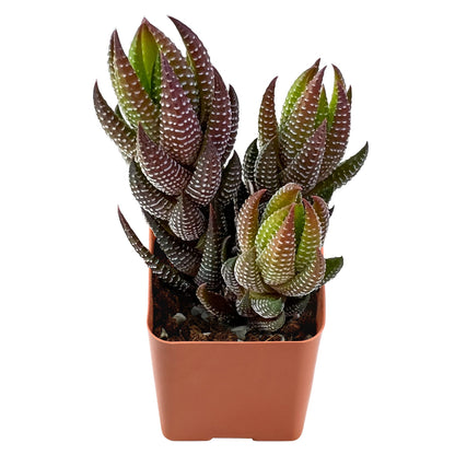 Haworthia coarctata var. adelaidensis image 2