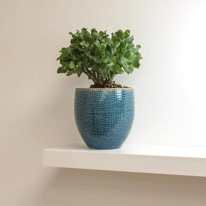 Crassula Arborescens Undulatifolia image 2