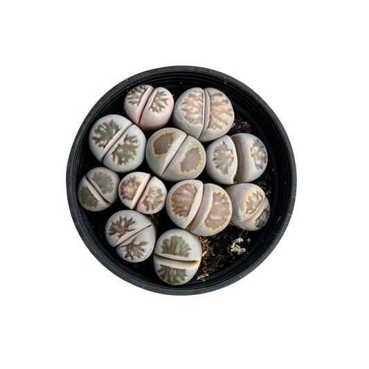 Lithops julii 'Kikusiyo Giyoku' (Rare) image 0