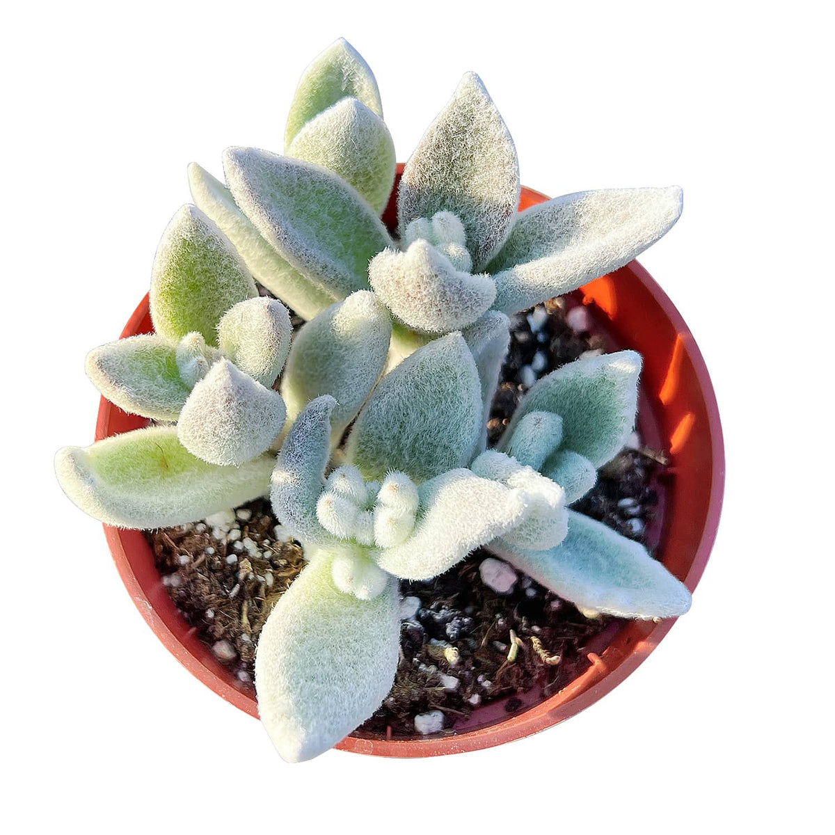 Kalanchoe Eriophylla (4 inch) image 2