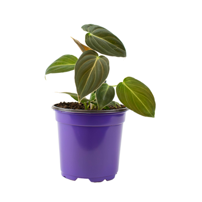 4" Philodendron Black Gold Melanochrysum image 1