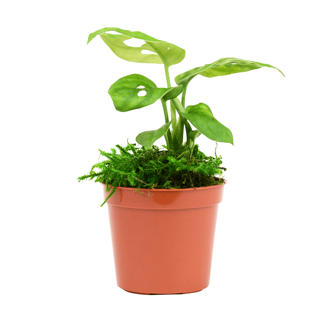2.5" Monstera Adansonii - Swiss Cheese image 0
