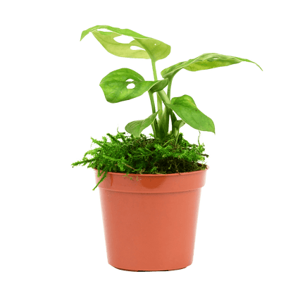 2.5" Monstera Adansonii - Swiss Cheese image 0