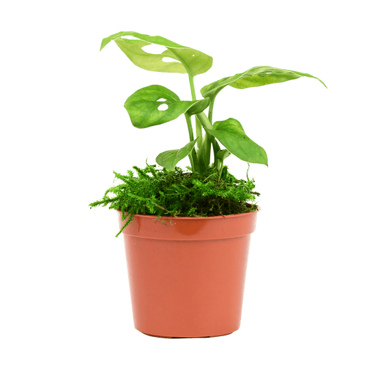 2.5" Monstera Adansonii - Swiss Cheese image 0