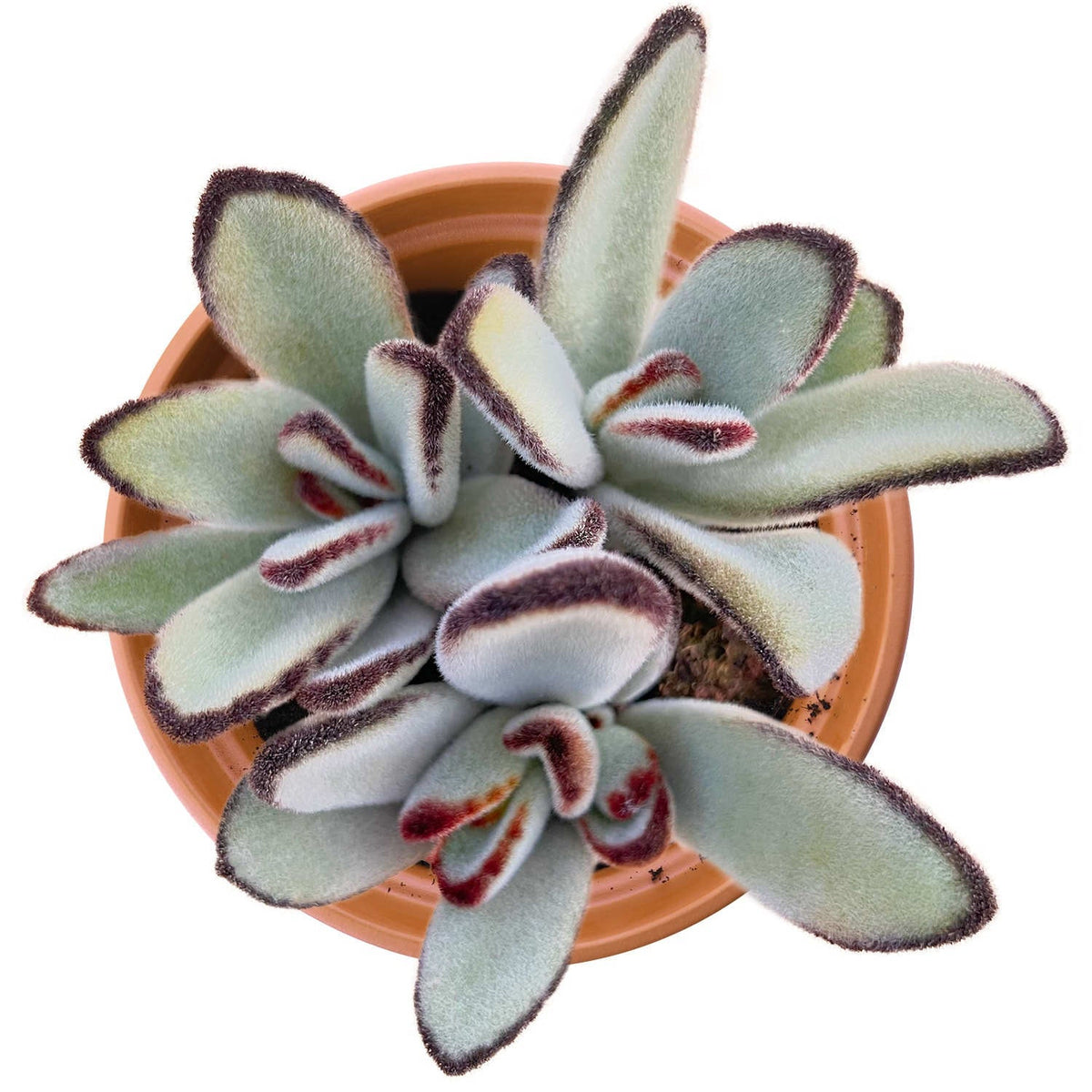 Kalanchoe Tomentosa Daruma (4 inch) image 1