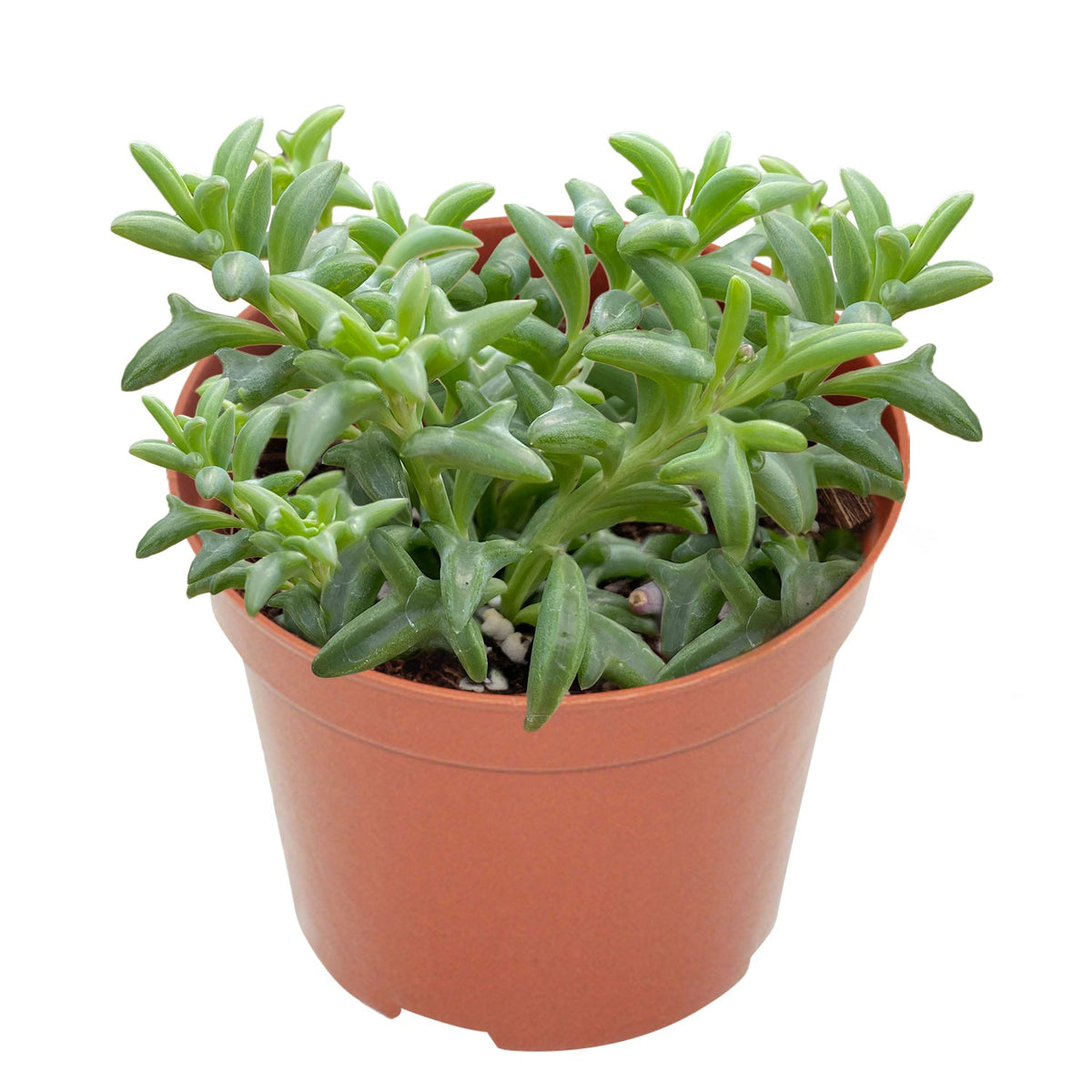 String of Dolphins/Senecio Peregrinus (4 inch) image 0