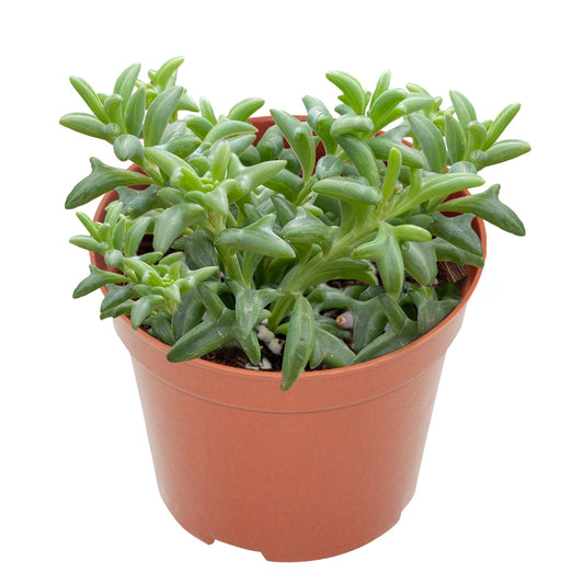 String of Dolphins/Senecio Peregrinus (4 inch) image 0