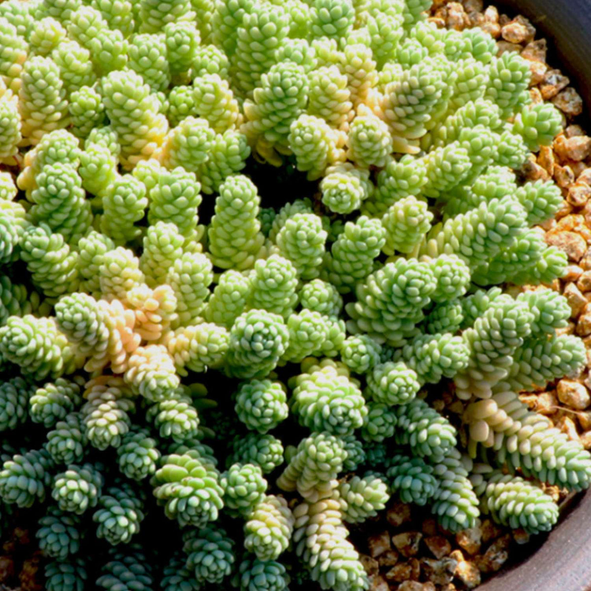 Sedum Dasyphyllum 'Major' image 4
