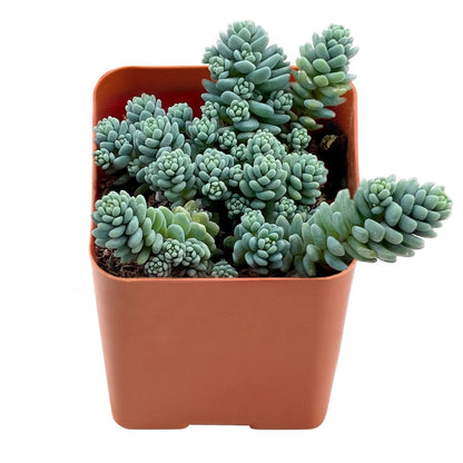 Sedum Dasyphyllum 'Major' image 0