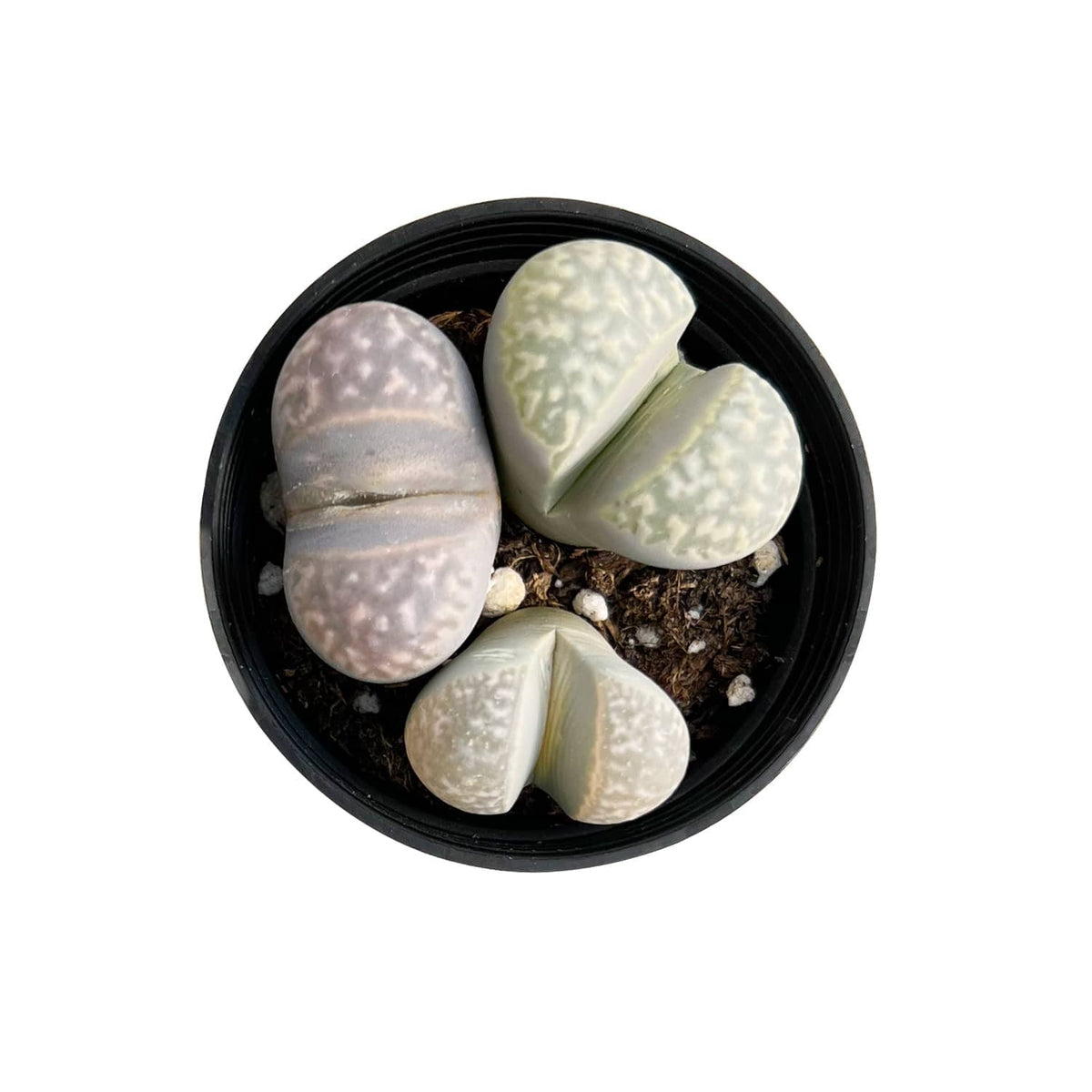 Lithops marmorata v. marmorata image 0