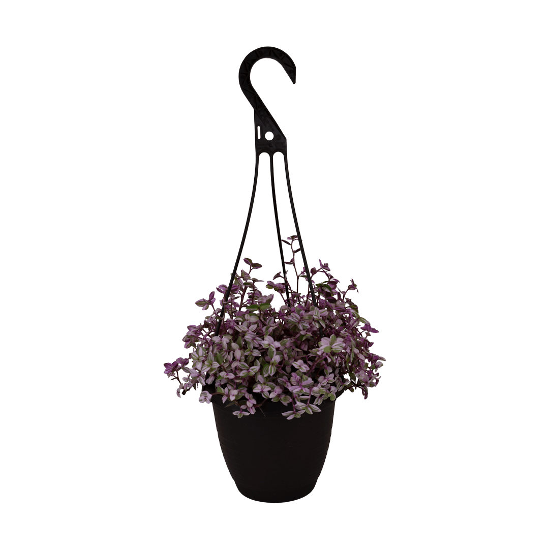 6.5" Tradescantia Pink Panther Hanging Basket image 0