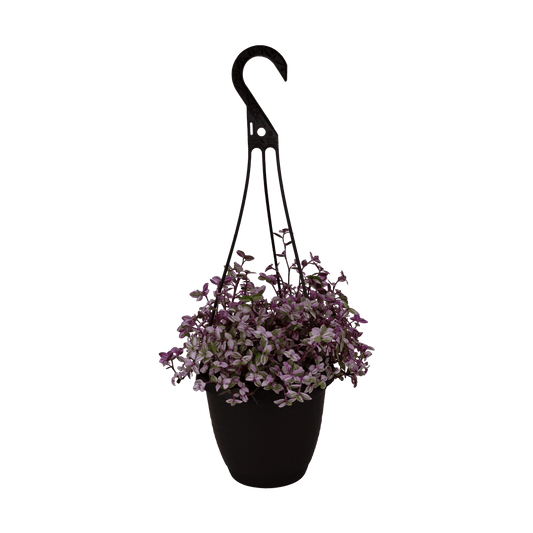 6.5" Tradescantia Pink Panther Hanging Basket image 0