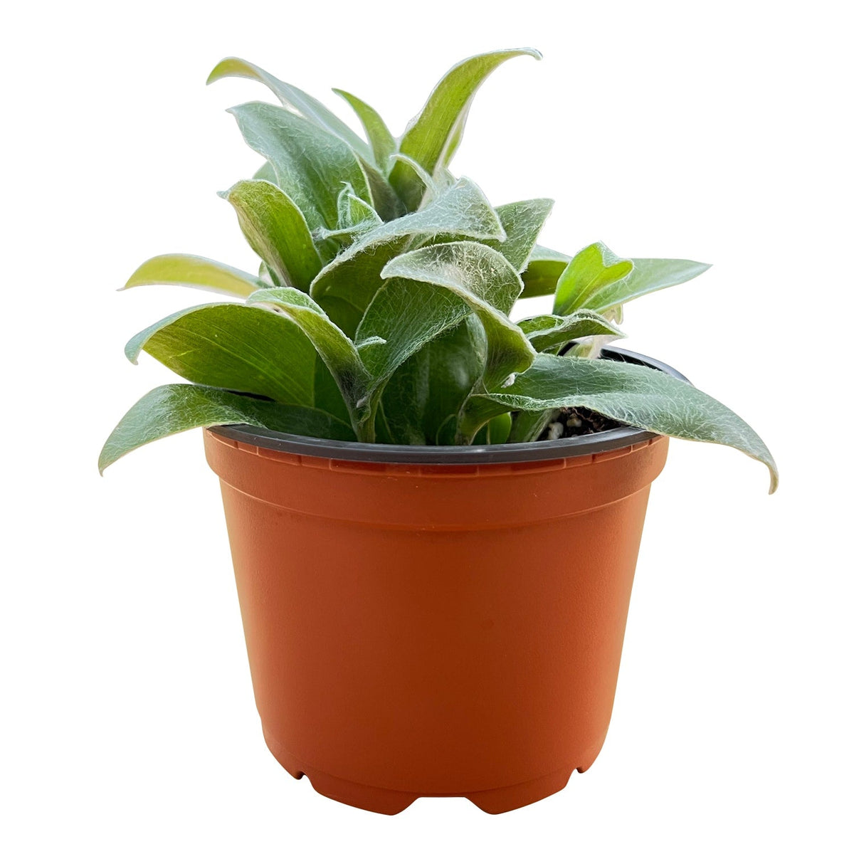 Tradescantia sillamontana (4 inch) image 1