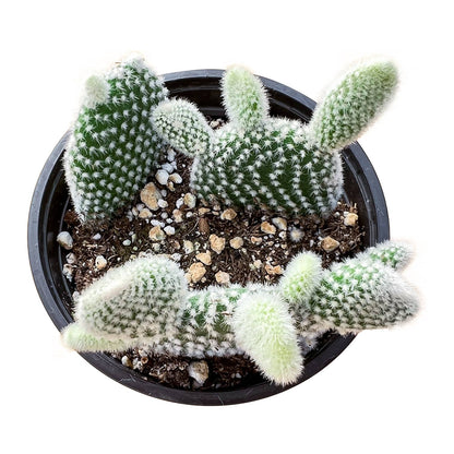 Opuntia microdasys albata 'Bunny Ears' (4 inch) image 1