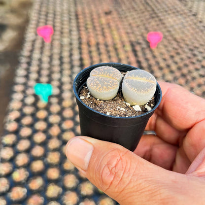 Lithops Lesliei image 2