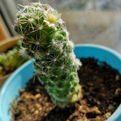 Mammillaria gracilis fragilis / Thimble Cactus (4 inch) image 3