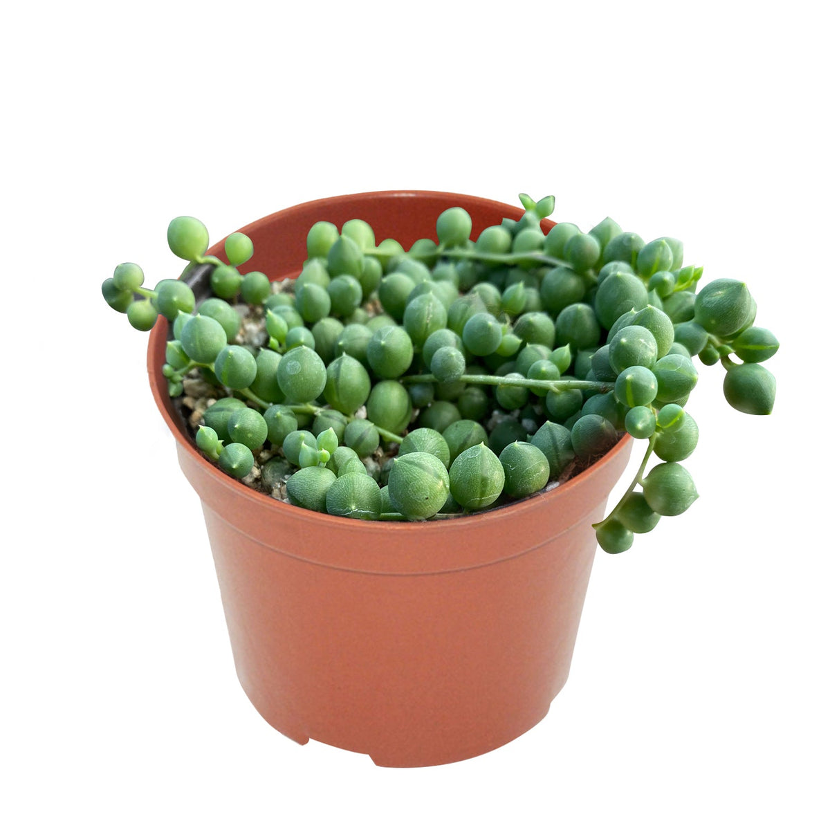 String of Pearls/Senecio Rowleyanus (4 inch) image 0