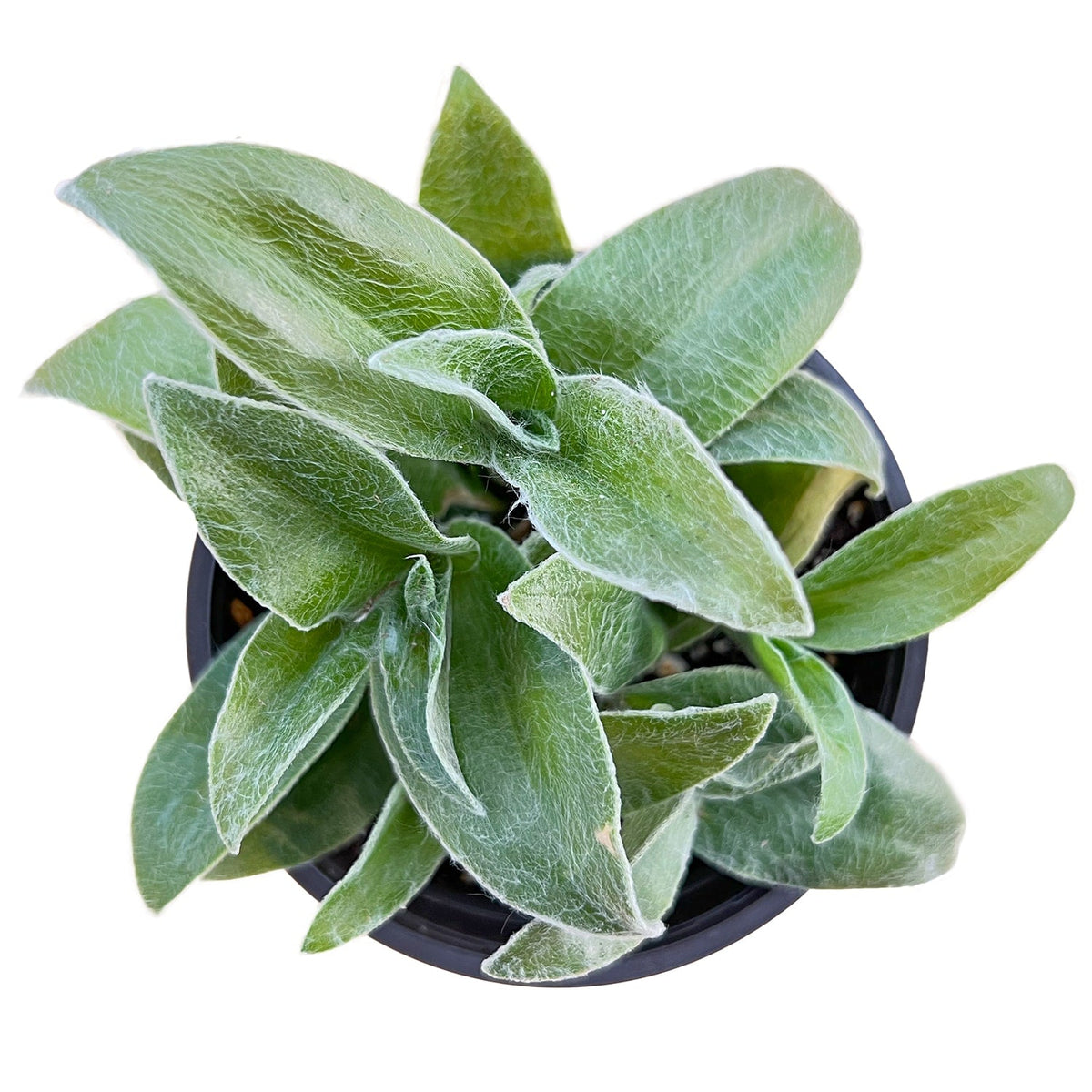 Tradescantia sillamontana (4 inch) image 0
