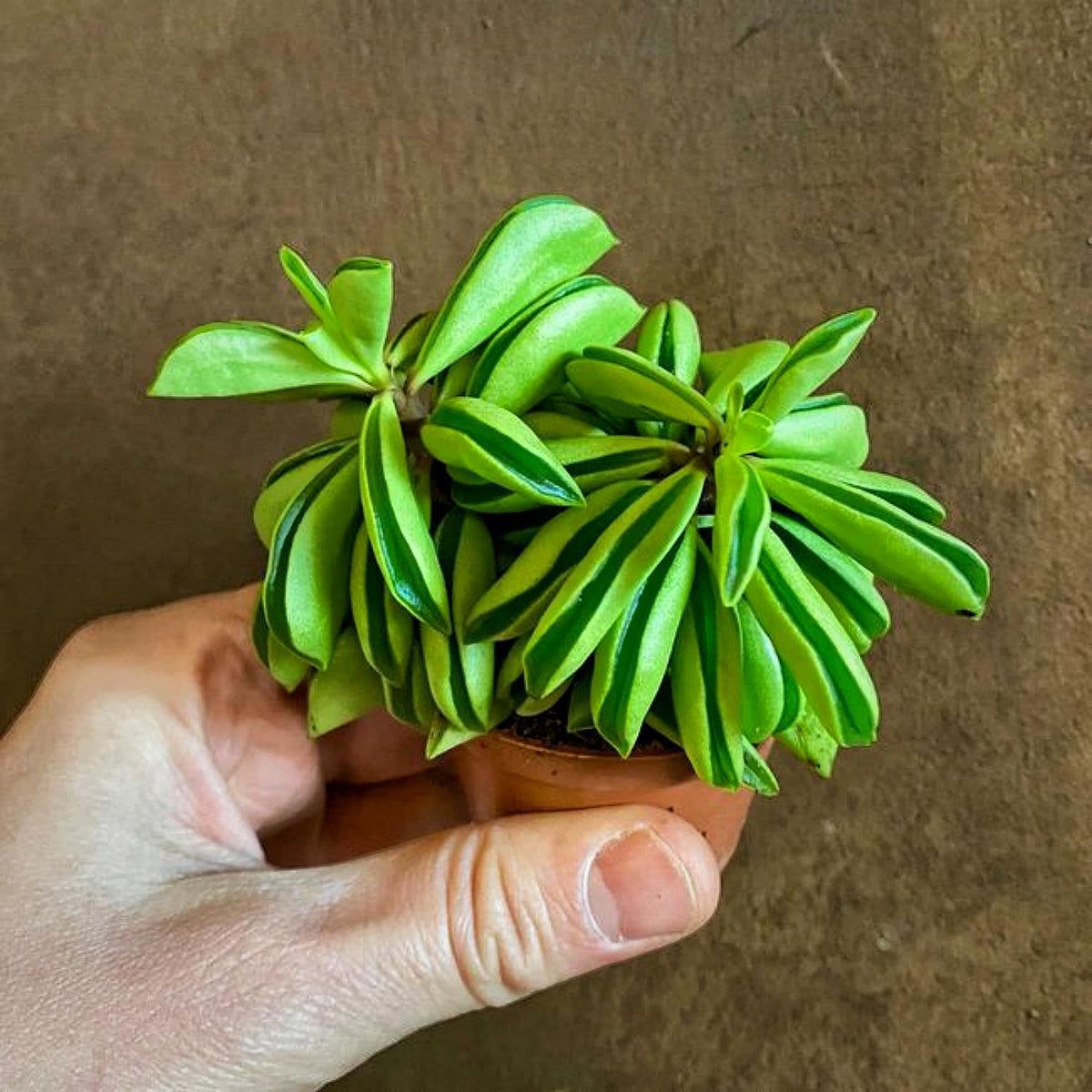 Peperomia dolabriformis(Prayer Pepper) image 1