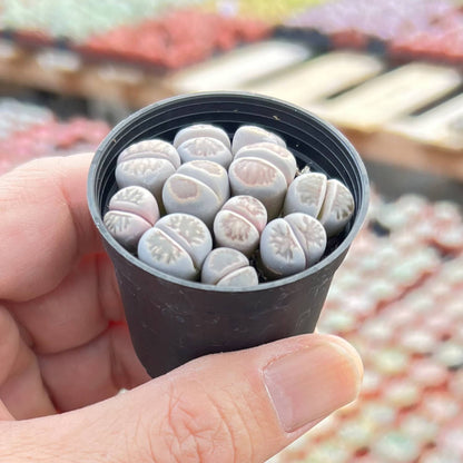 Lithops julii 'Kikusiyo Giyoku' (Rare) image 2