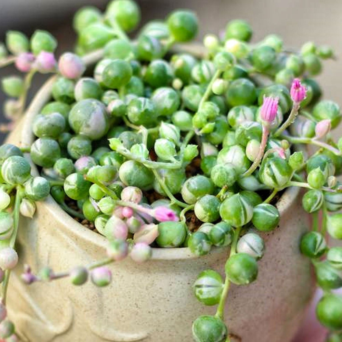 Variegated String of Pearls/Senecio rowleyanus (4 inch) image 2