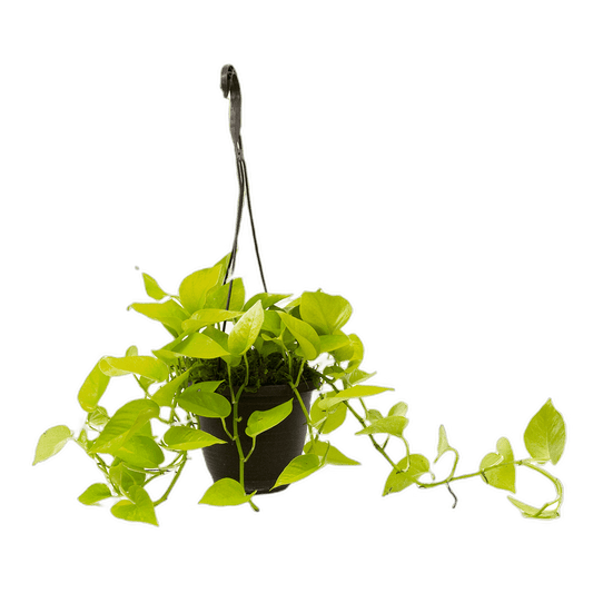 6.5" Neon Pothos Hanging Baskets image 0