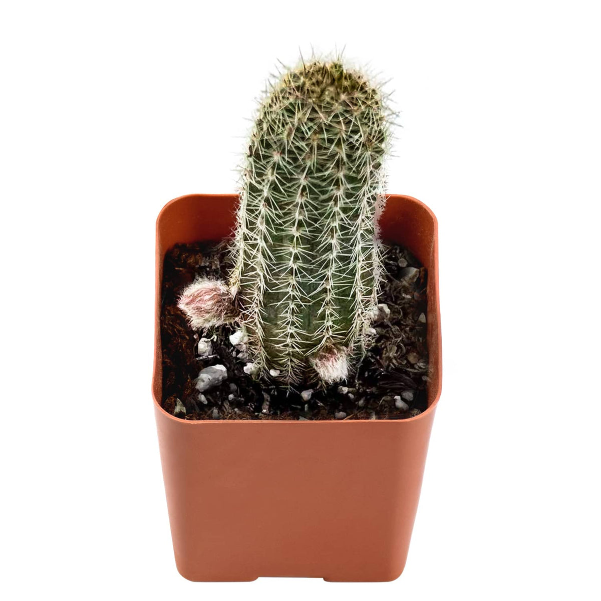 Echinopsis Chamaecereus H Friedrich & Glaetzle image 0