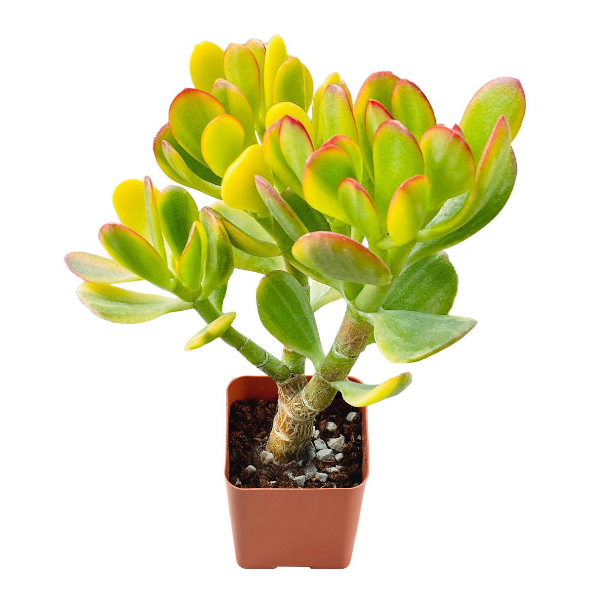 Crassula ovata cv. Lemon & Lime image 0