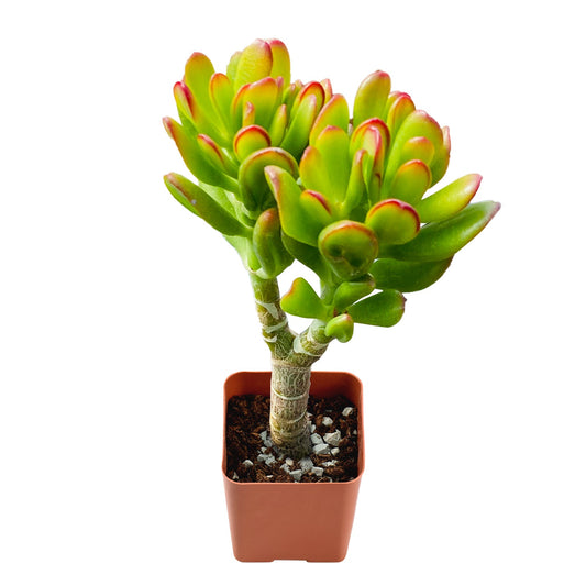 Crassula Ovata 'Hobbit' image 0