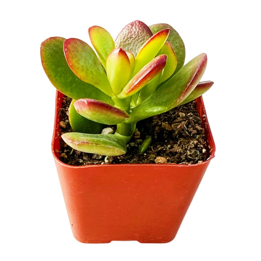 Crassula Ovata Crosby's Compact (Dwarf Jade Plant) Little image 0