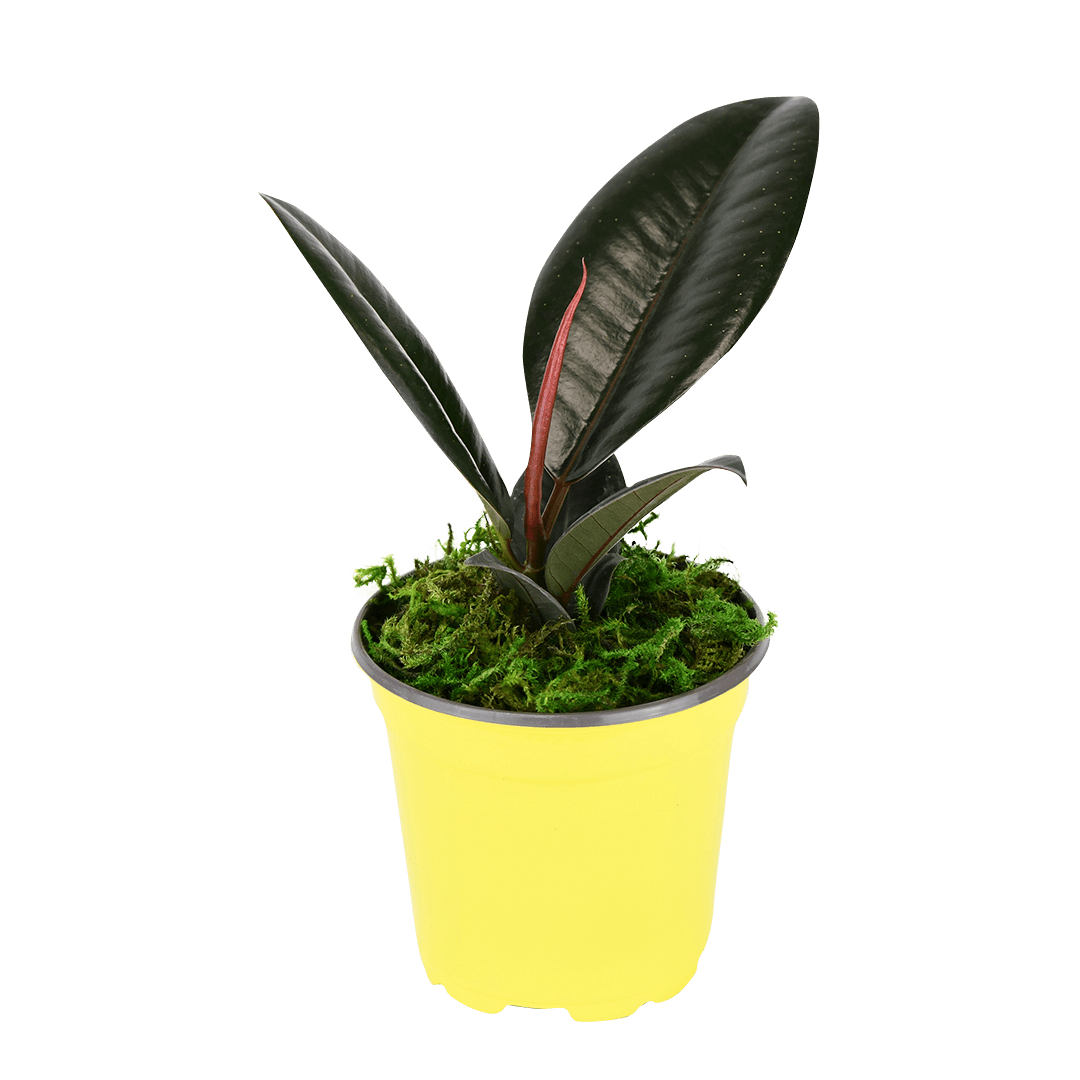 4" Rubber Plant Burgundy image 0
