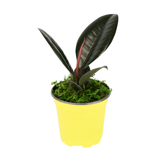 4" Rubber Plant Burgundy image 0