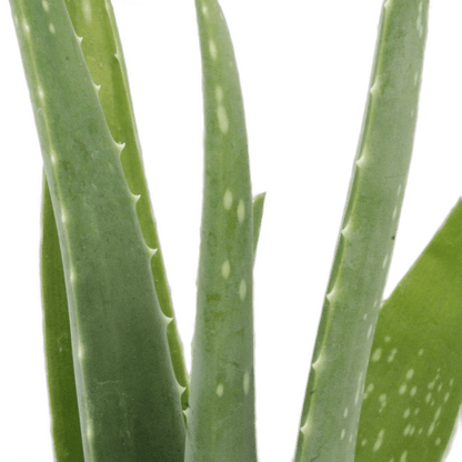 2.5" Aloe Vera image 1