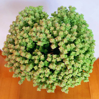 Crassula 'Tom Thumb' image 3