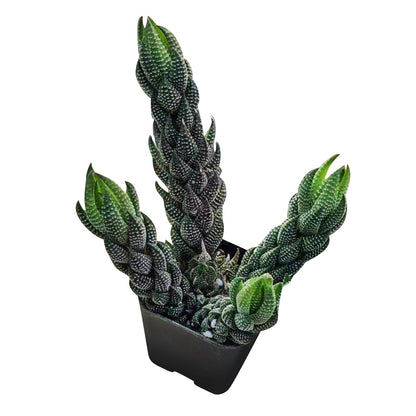 Haworthia coarctata var. adelaidensis image 0