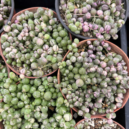 Variegated String of Pearls/Senecio rowleyanus (4 inch) image 1