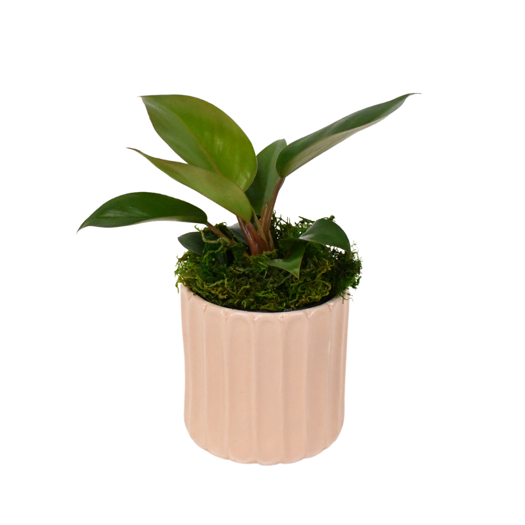 4" Philodendron Red Congo image 0