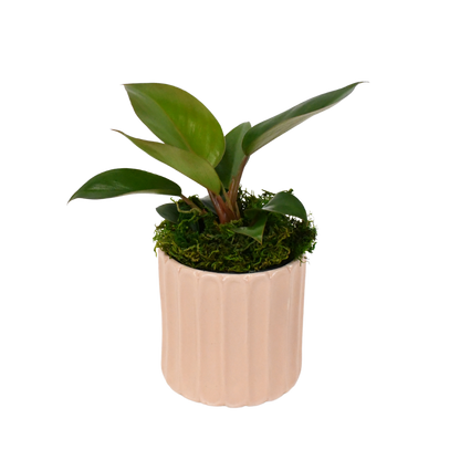 4" Philodendron Red Congo image 0