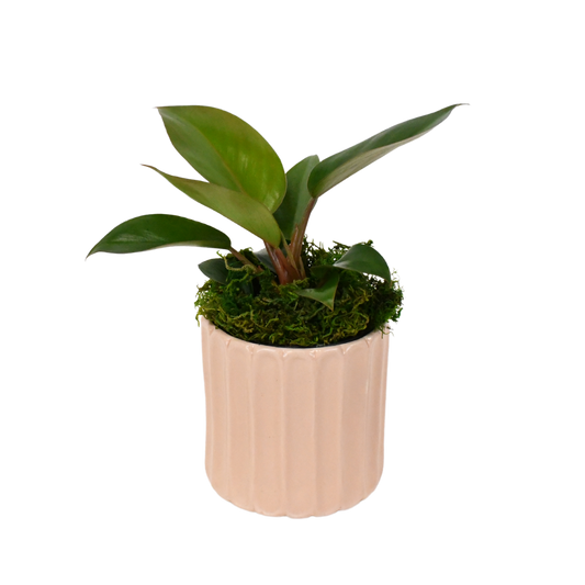 4" Philodendron Red Congo image 0